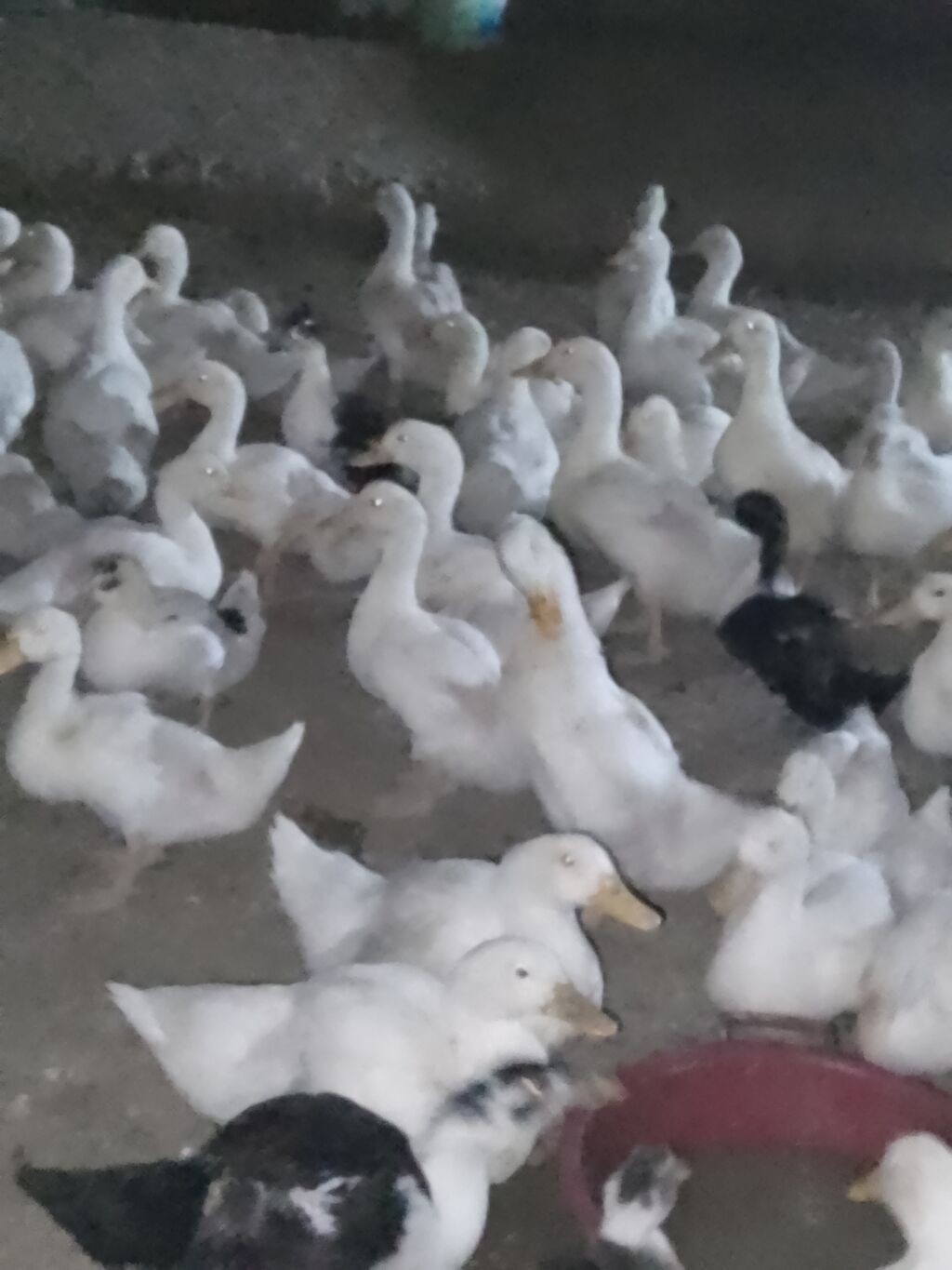 Ağ ördək sürüsü - Cins: ağ ev ördəyi (Pekin tipli) - Rəng: tam ağ — Heyvanlar, Şirvan (8)