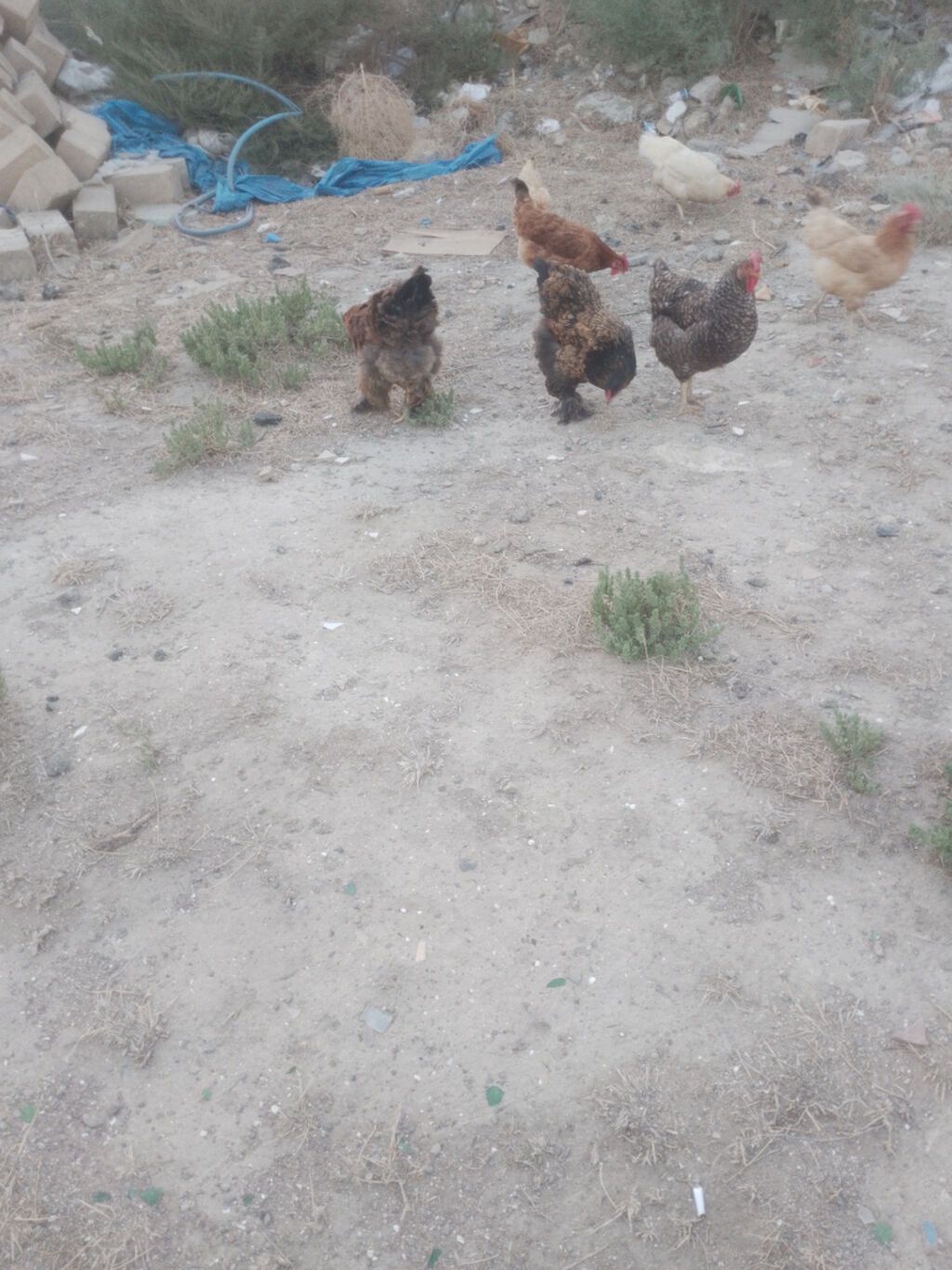 Salam. Bramo toyoqlarıdı. Sağlam və baxımlı heyvanlardır. 1 yaşları — Quşlar, Bakı (4)
