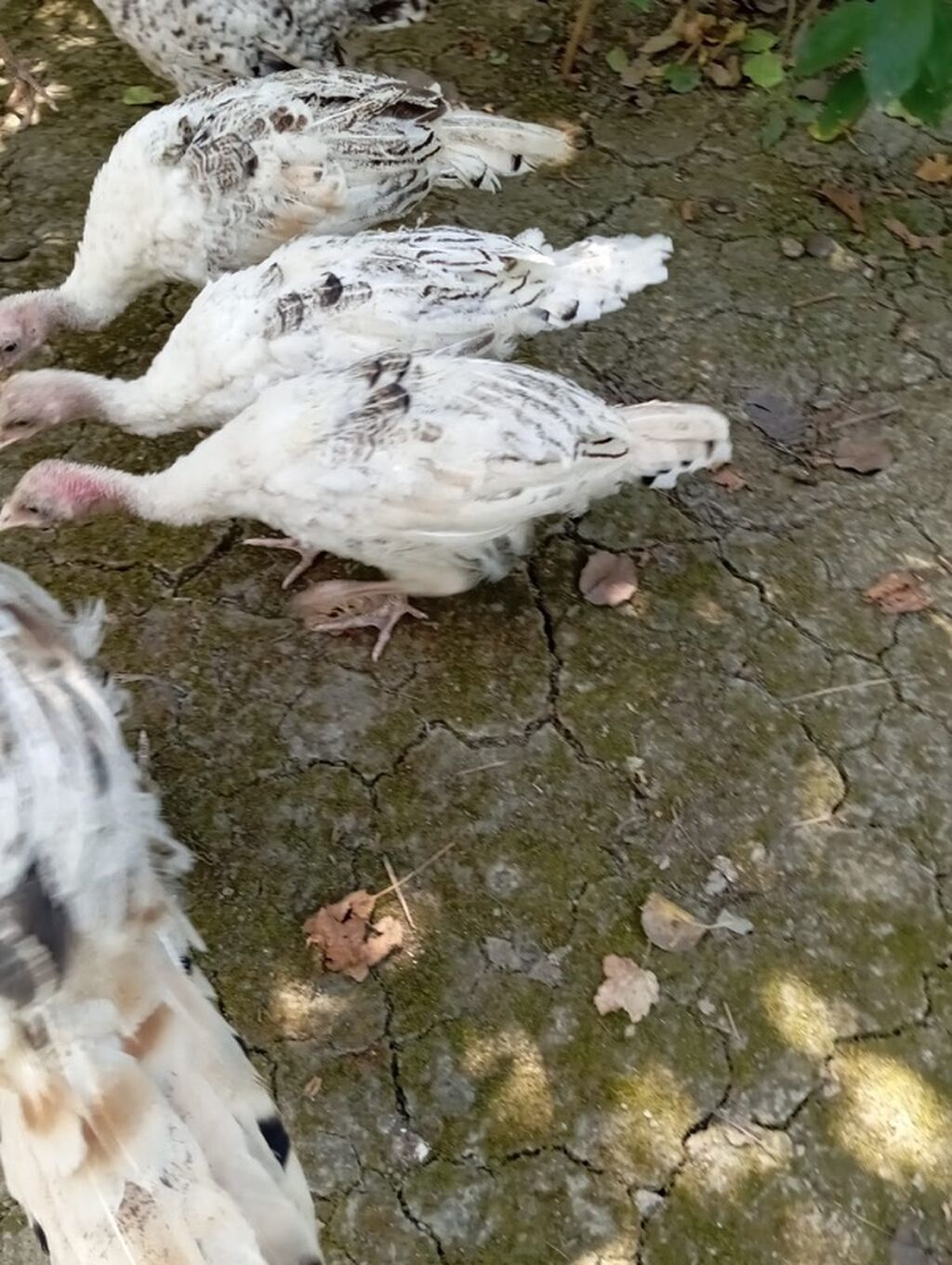 İnduşka Satılır Yaşı: 3 aylıq Qiymati: 24 AZN Ünvan: Quba rayonu — Heyvanlar, Quba (2)