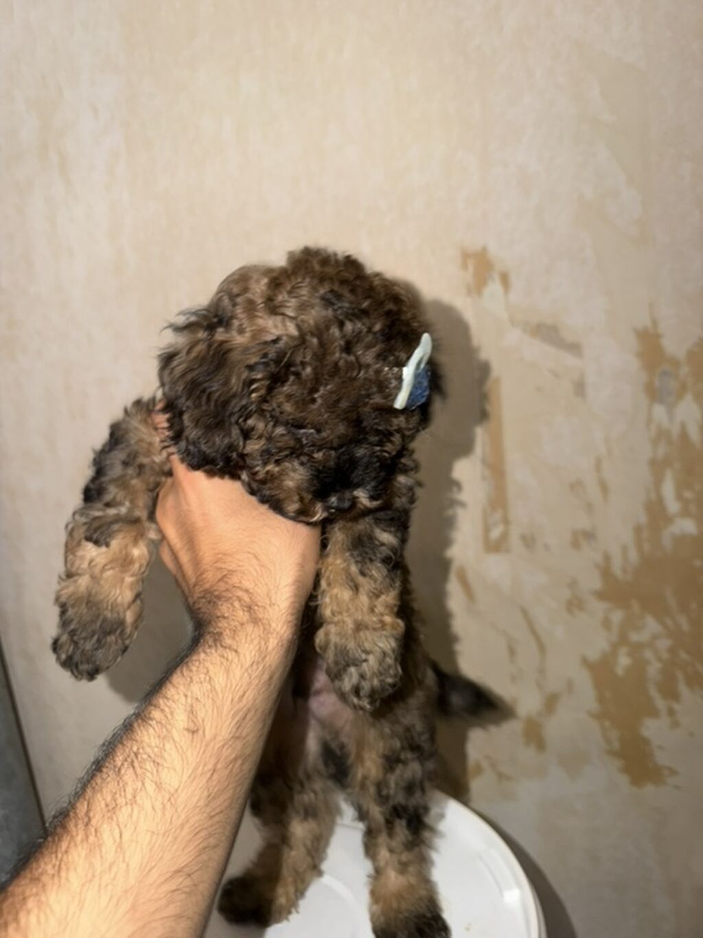 Pudel, 2 ay, Erkək, Peyvəndli, Pulsuz çatdırılma — Heyvanlar, Tovuz (5)