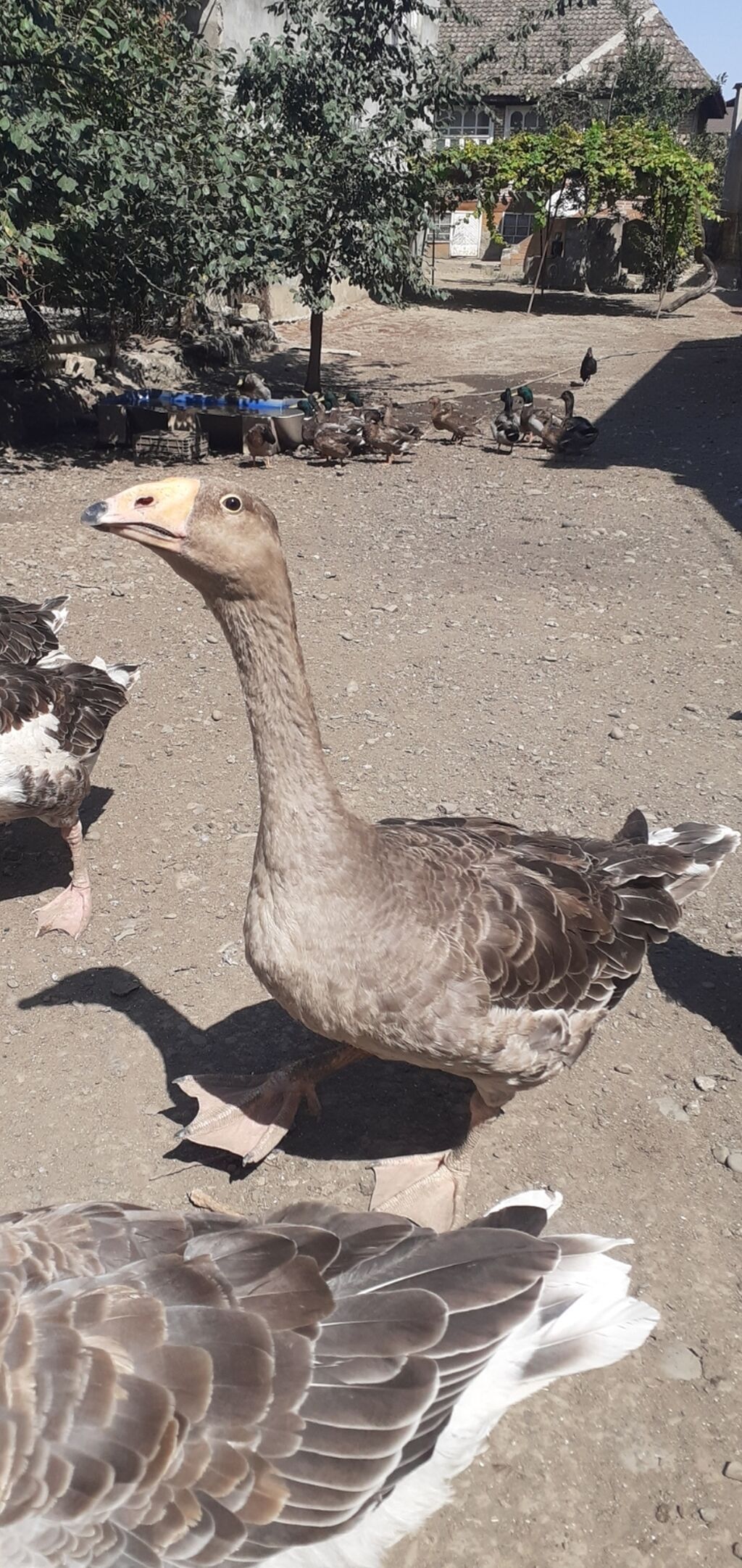 2 ədəd Tula döyüş qazları erkəy və dişi.2 ədəd ana qaz biri ala çox — Heyvanlar, Masallı (7)