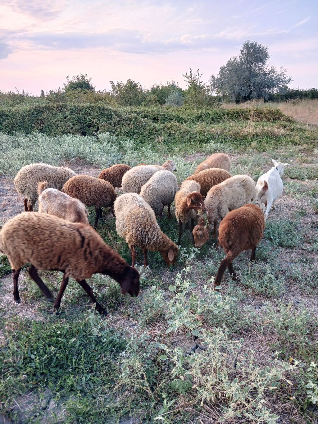 8qoyun,6quzu,1 keçi 1 çəpiş. içində cəmi birdənə yaşlı qoyun var.ona — Heyvanlar, Xaçmaz