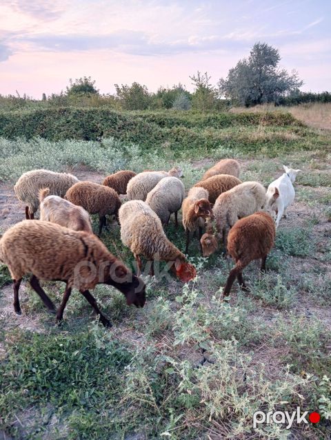 8qoyun,6quzu,1 keçi 1 çəpiş. içində cəmi birdənə yaşlı qoyun var.ona — Xaçmaz