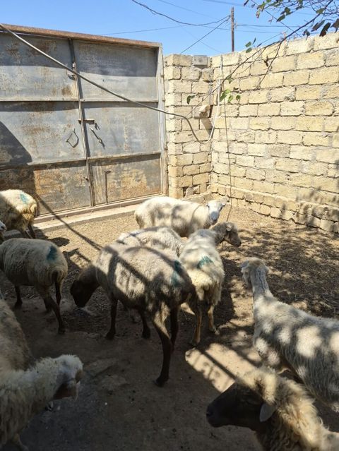 Qoyun sürüsü satılır - Növ: yerli qarabaş/qoyun mixi (ağ və tünd — Mehdiabad