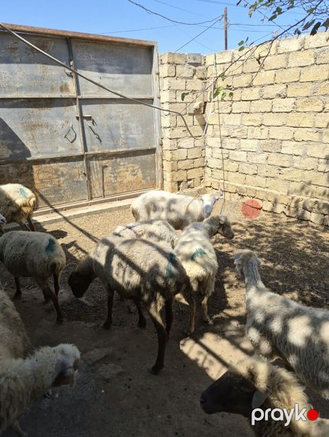 Qoyun sürüsü satılır - Növ: yerli qarabaş/qoyun mixi (ağ və tünd — Mehdiabad