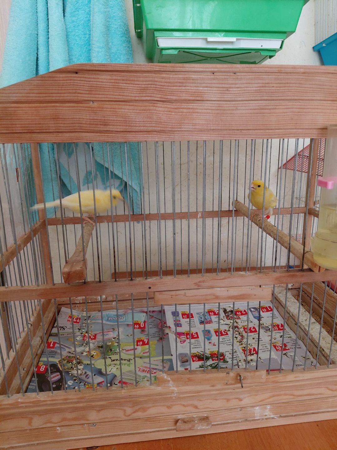 Bülbül — Quşlar, Bakı (3)