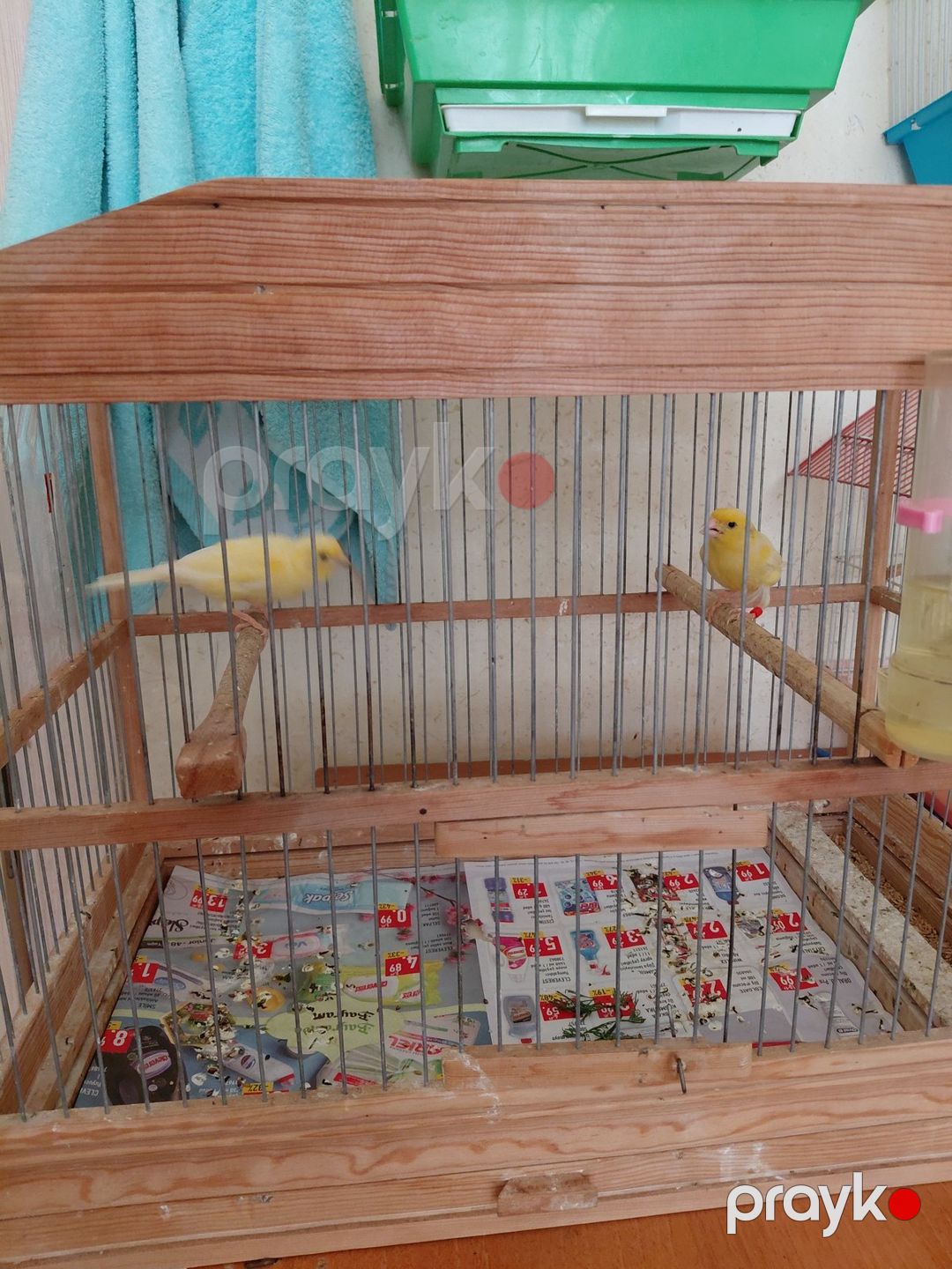 Bülbül — Quşlar, Bakı (7)