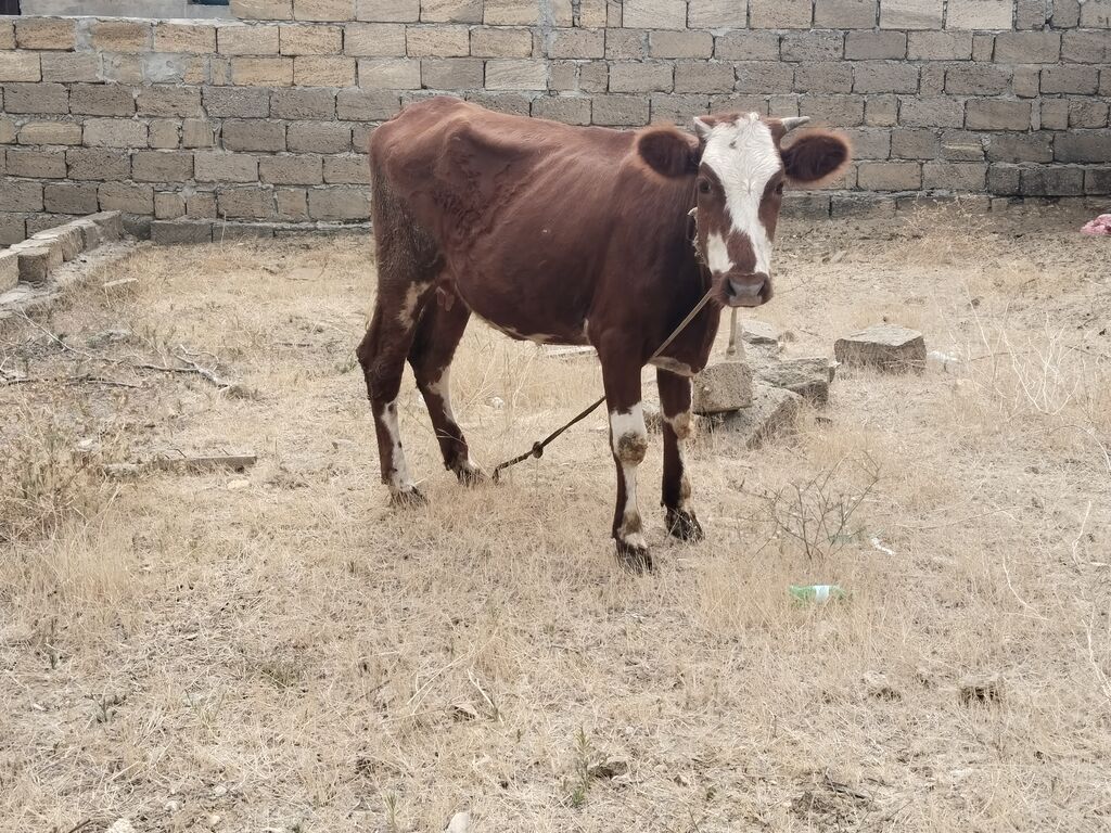 Salam tam saglam ana balali inekdir balasi erkekdi isdeyen elaqe — Heyvanlar, Fatmayı (2)