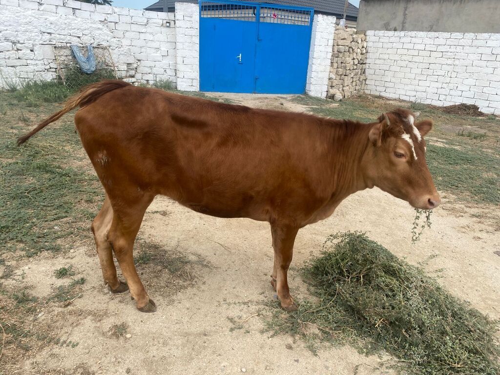 Dana, buzov, Dişi, ay: 8, Damazlıq — Heyvanlar, Digah (4)