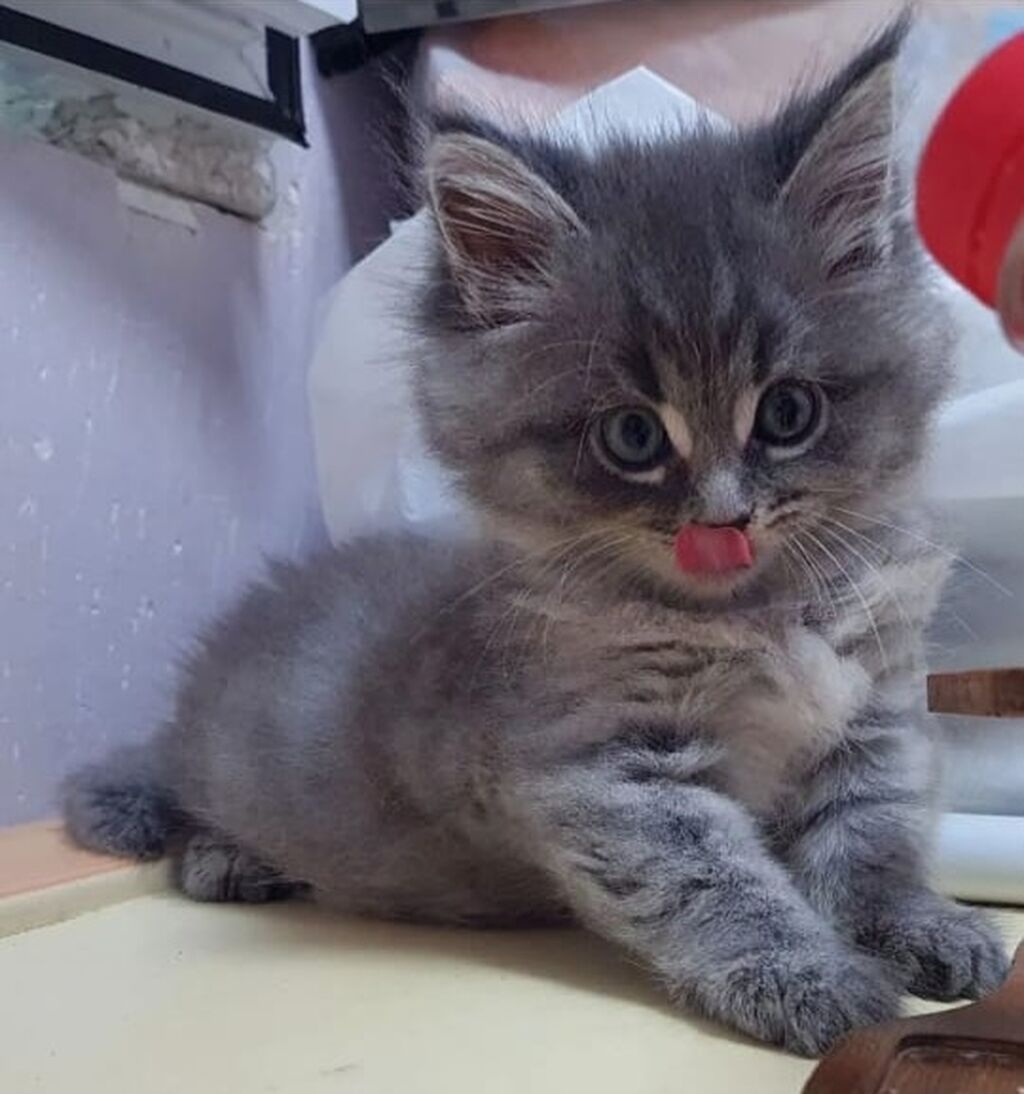 Meyn-kun — Pişiklər, Bakı (5)