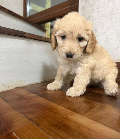 Pudel, 1 ay, Erkək — Bakı