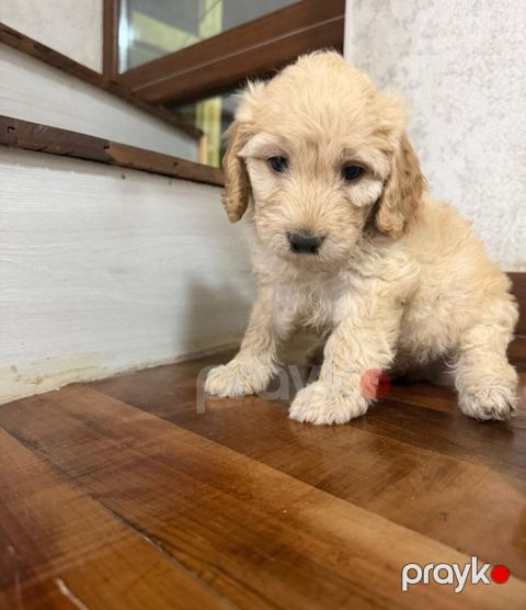 Pudel, 1 ay, Erkək — Bakı