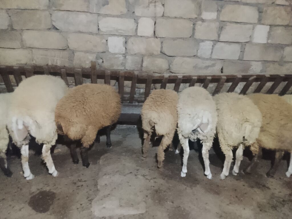 Qoyun sürüsü – ev şəraitində saxlanılır - Yerli cins ana qoyunlar — Heyvanlar, Qobu (2)
