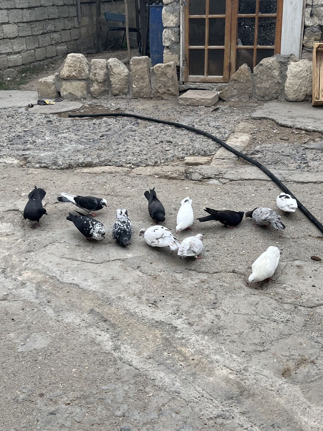 Göyərçinlər — Quşlar, Bakı (2)