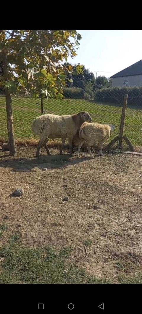 Qoç — Masallı