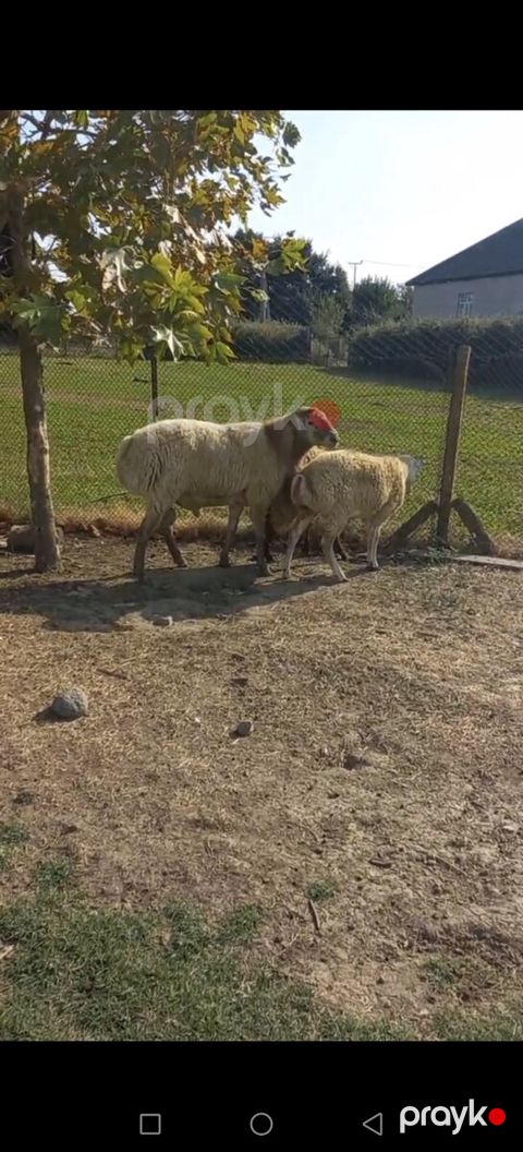 Qoç