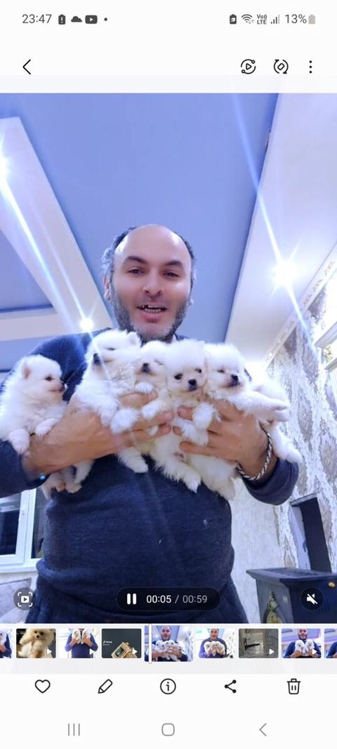 Pekines balaları — Bakı