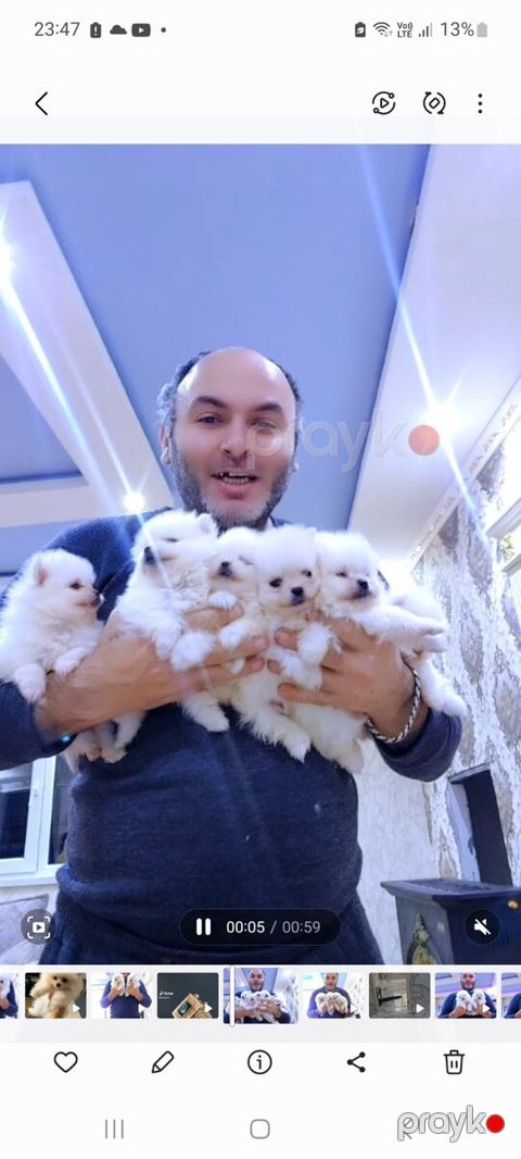 Pekines balaları — Bakı