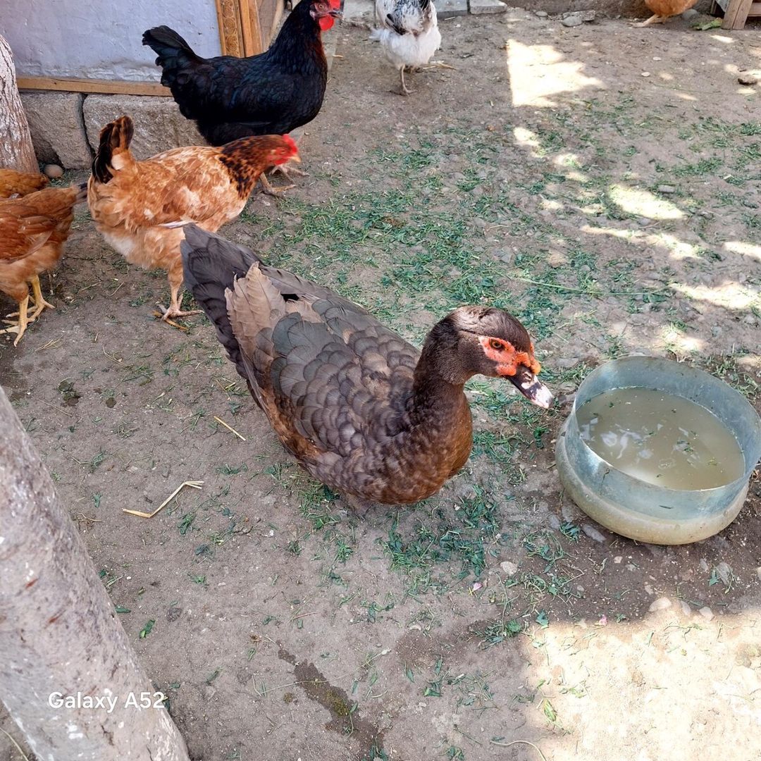 Krasnodar ördəyi — Quşlar, Bakı (5)