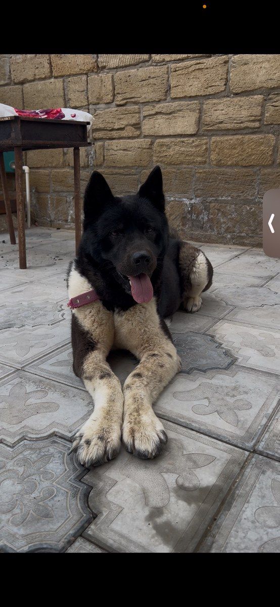 Akita-inu — Heyvanlar, Sumqayıt (2)