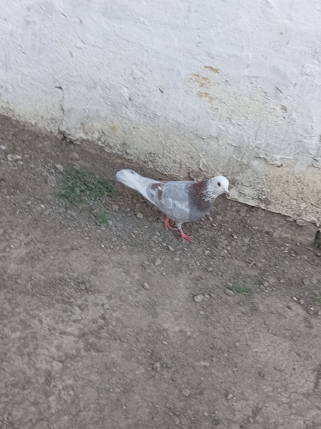 Mor agbas erkeydir tutulm quşdur ünvan Neftçala rayonu — Quşlar, Salyan