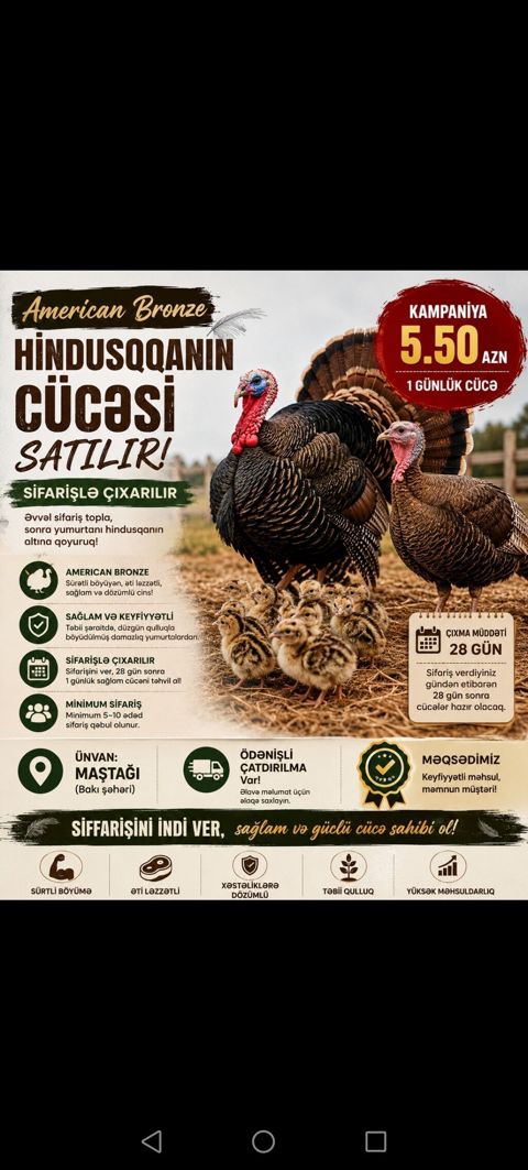 Hinduşka cücələri, Ətlik — Bakı