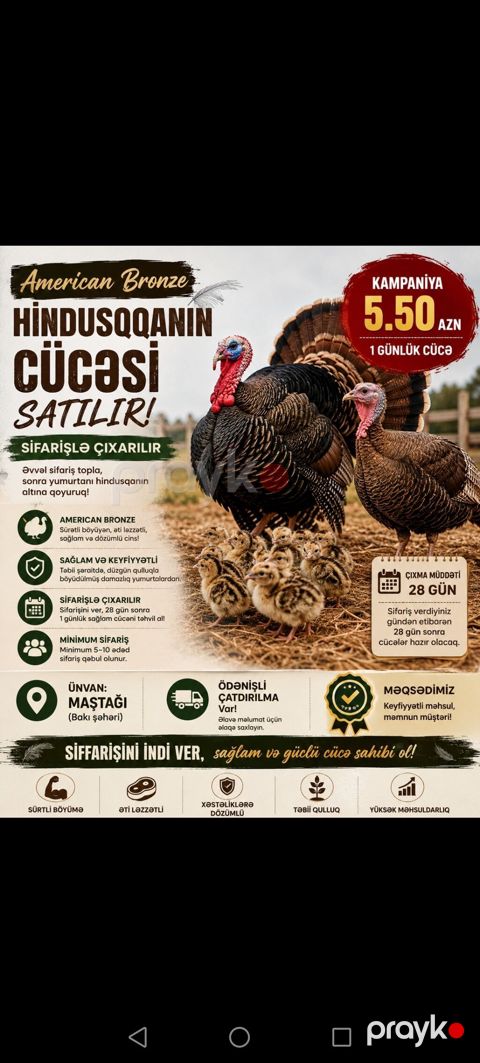 Hinduşka cücələri, Ətlik — Bakı