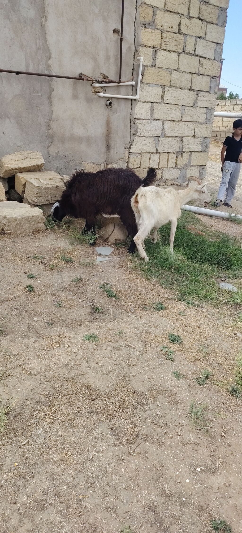 Sarı bogazdı 1 ci qarın el kecileridi Məhsul təsviri: - Ağ və bej — Heyvanlar, Xırdalan (6)