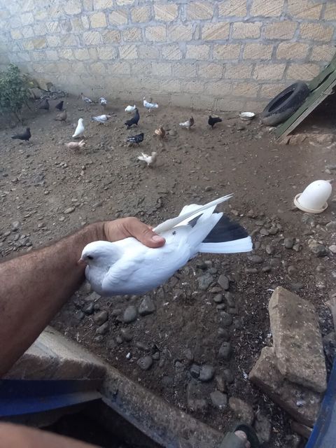 Göyərçinlər — Gəncə