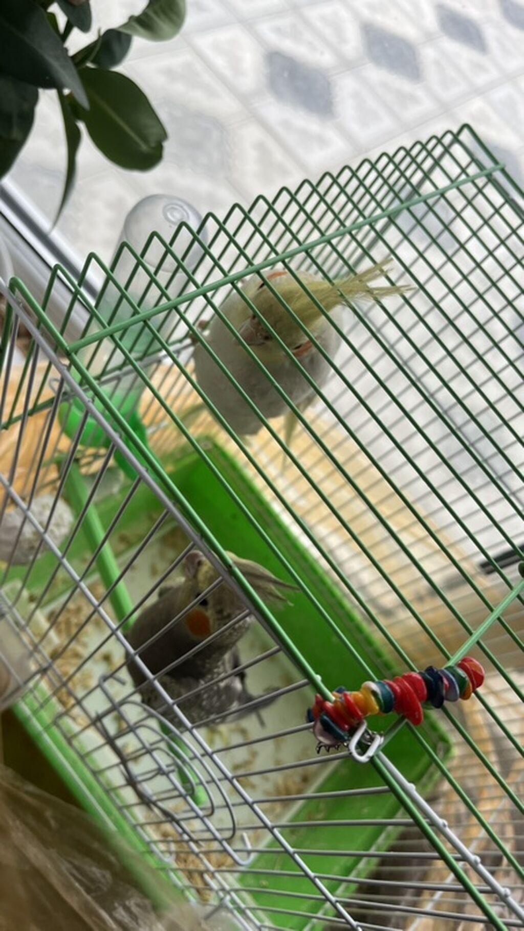 Nimfa papuqayları (Cockatiel) – cütlük Rənglər: Qefesnen Biryerde — Quşlar, Digah (3)