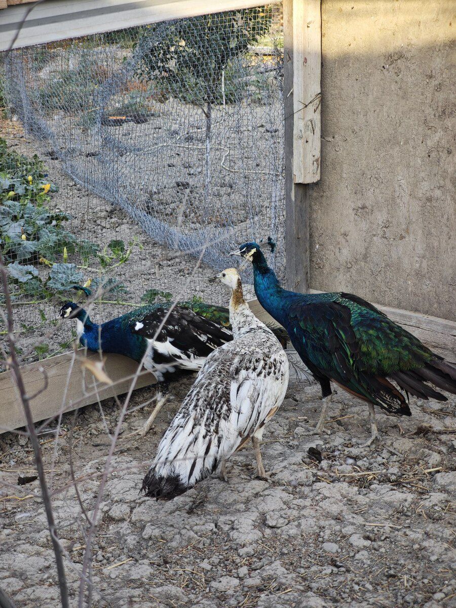 Tovuzquşu — Quşlar, Bakı (3)