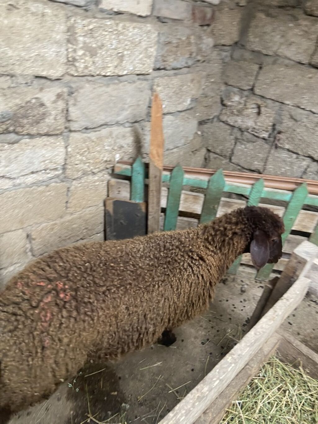 Qoyun – yerli cins, qəhvəyi rəngdə, quyruqlu (yağlı quyruq tipli) — Heyvanlar, Digah (4)