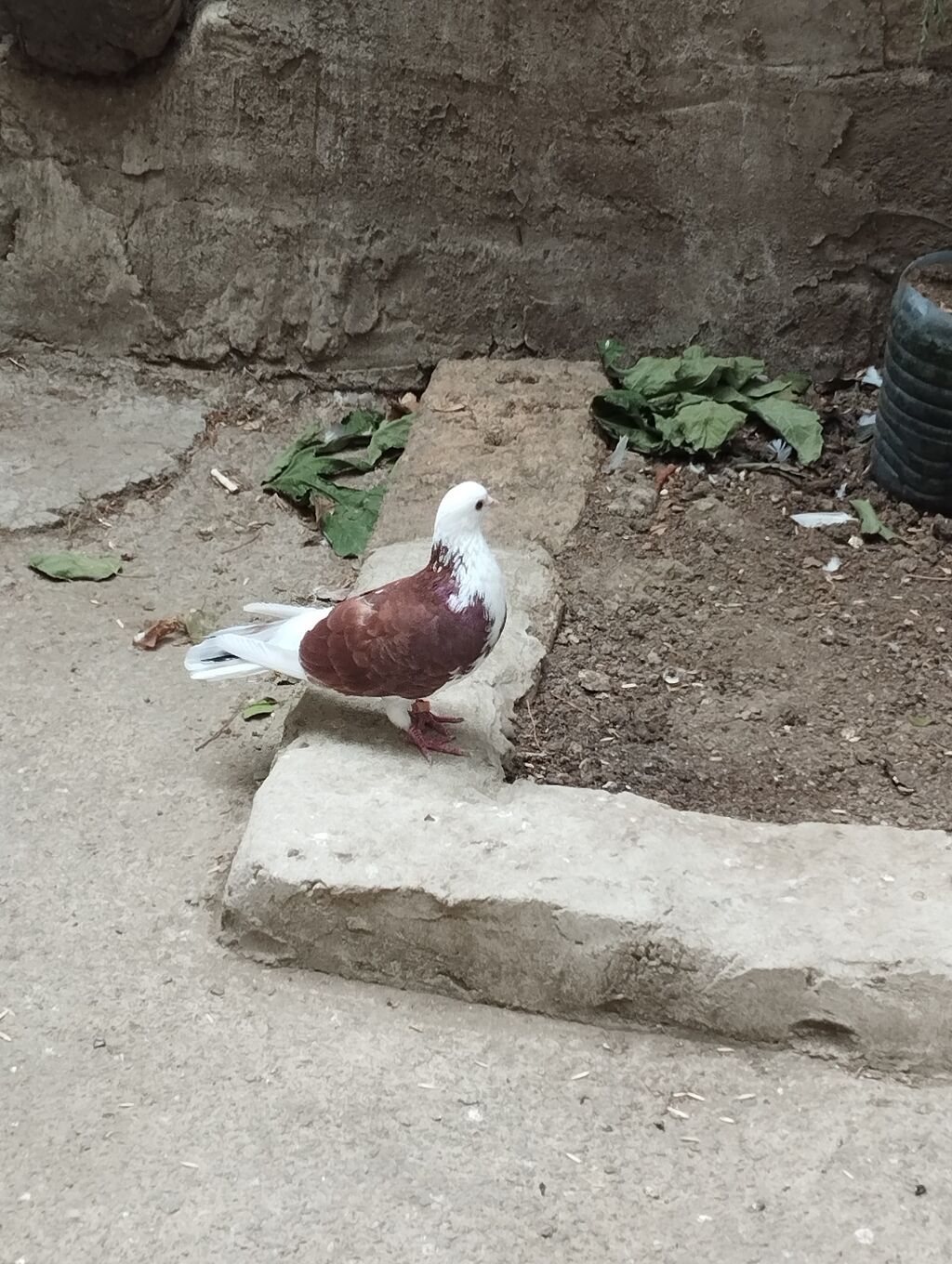 Saqlam qusdardi sec gotur 15m basqa qusdarda var — Quşlar, Bakı (2)