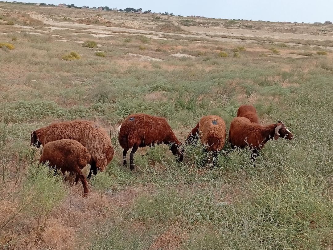 Qoyunlar — Heyvanlar, Bakı (10)