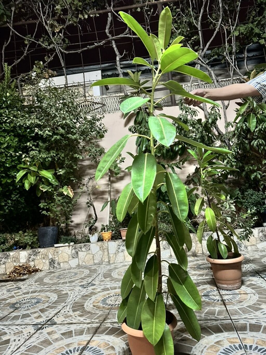 Qabda əkilmiş dekorativ həmişəyaşıl bitkilər fikus gülü iki ədəddən — Çiçəklər, Mehdiabad (6)