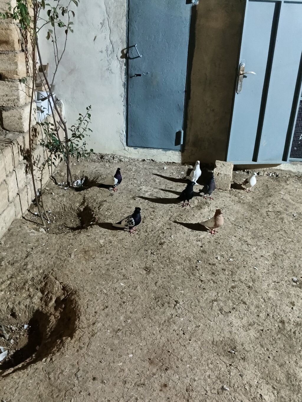 7 dənə qiymət 150 manat — Quşlar, Bakı (5)