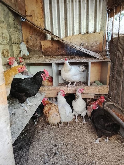 Toyuqlar 12 AZN-dən satılır .real alıcıya endirim var 15 dənədir — Bakı