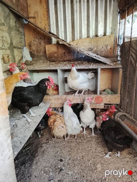 Toyuqlar 12 AZN-dən satılır .real alıcıya endirim var 15 dənədir — Bakı