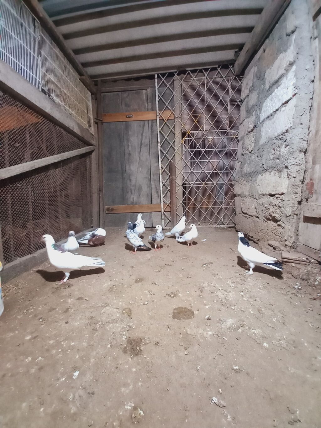 Göyərçinlər — Quşlar, Digah (4)