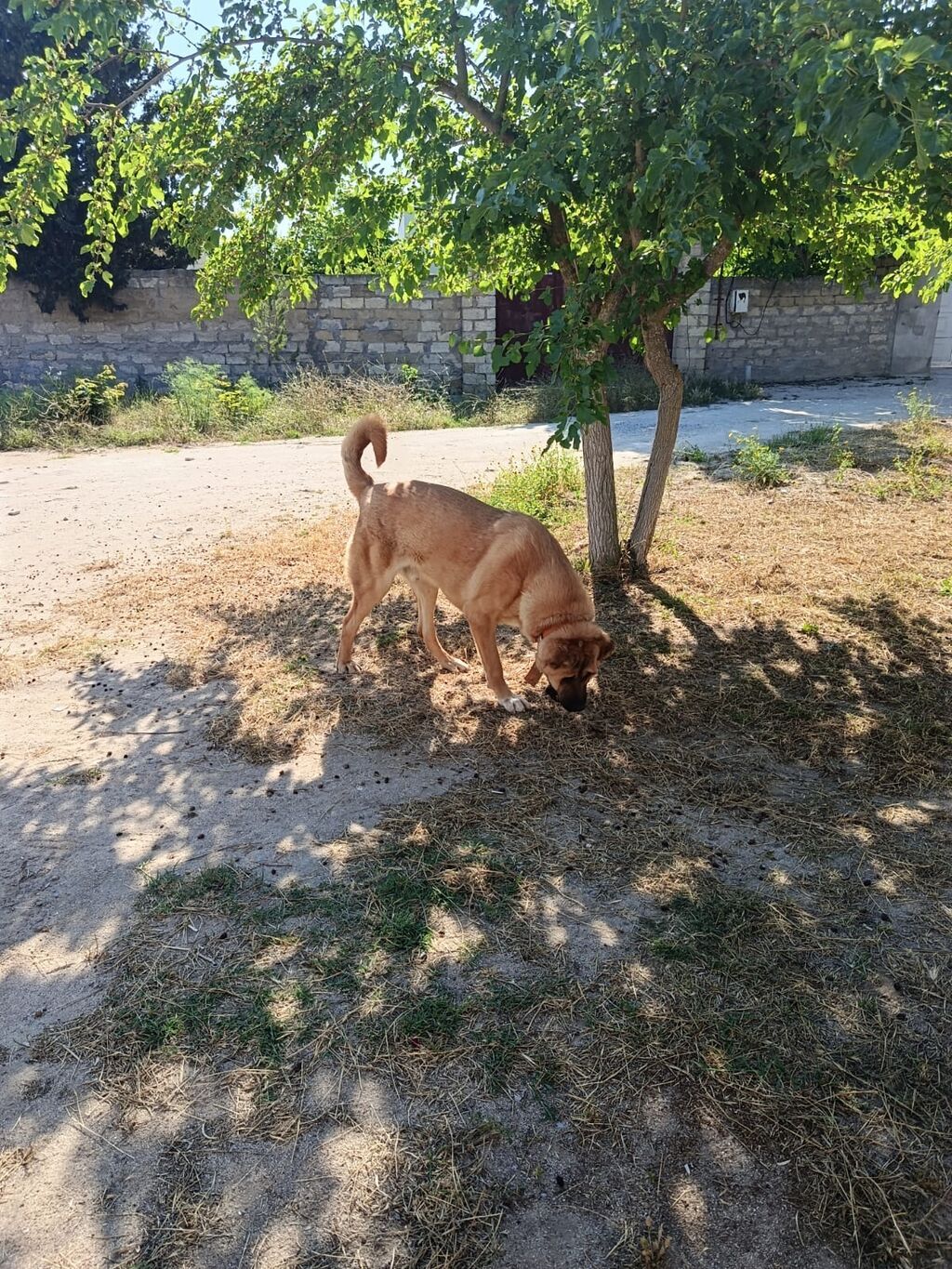 Erkək — Heyvanlar, Digah (4)