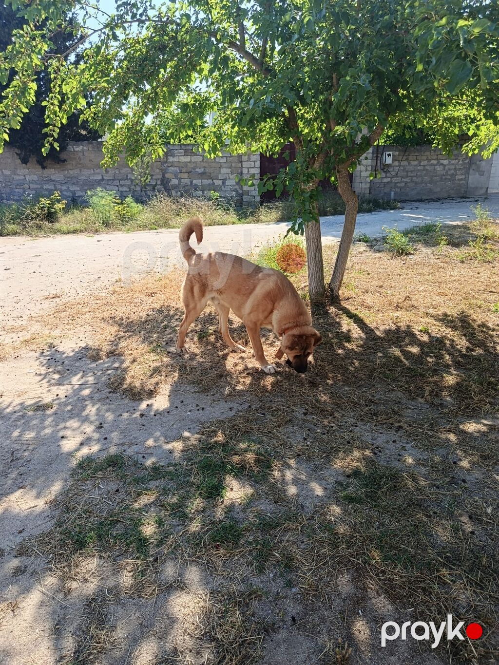 Erkək — Köpəklər, Digah (2)