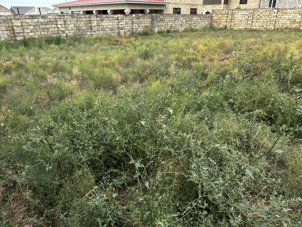 6 sot, Tikinti, Mülkiyyətçi, Kupça (Çıxarış) — Torpaq, İsmayıllı (6)