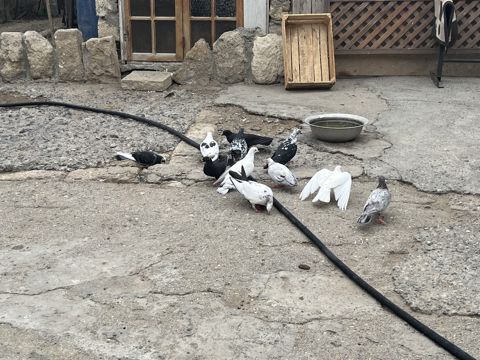 Göyərçinlər — Bakı
