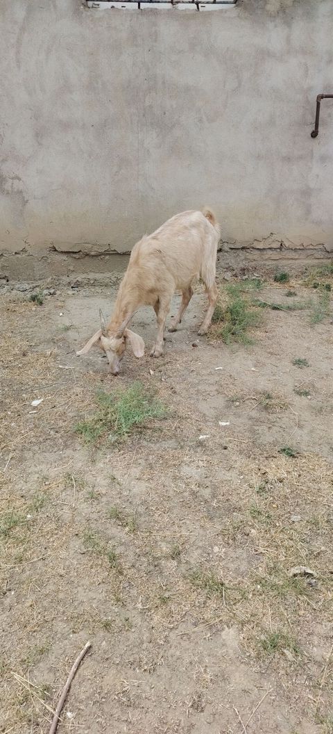 Keci bogazdı yeli n buraxıb 1 ci qarın el hryvandı — Xırdalan