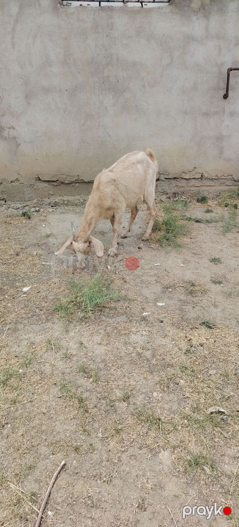 Keci bogazdı yeli n buraxıb 1 ci qarın el hryvandı
