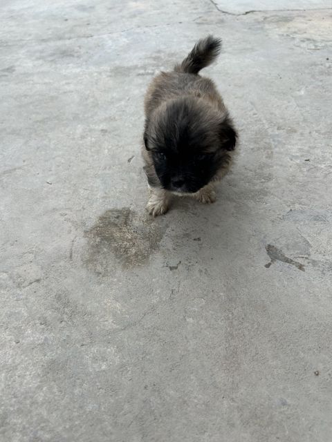Pekines balası — Saatlı