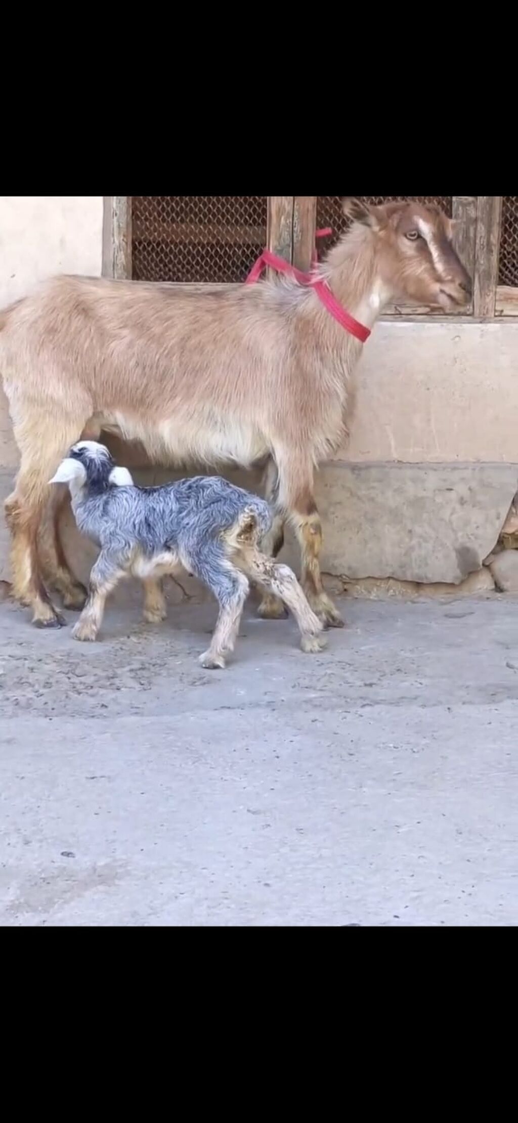 Satılır: Ana keçi balası ilə - Növ: Yerli keçi - Komplekt: Ana keçi + — Heyvanlar, Zaqatala (4)