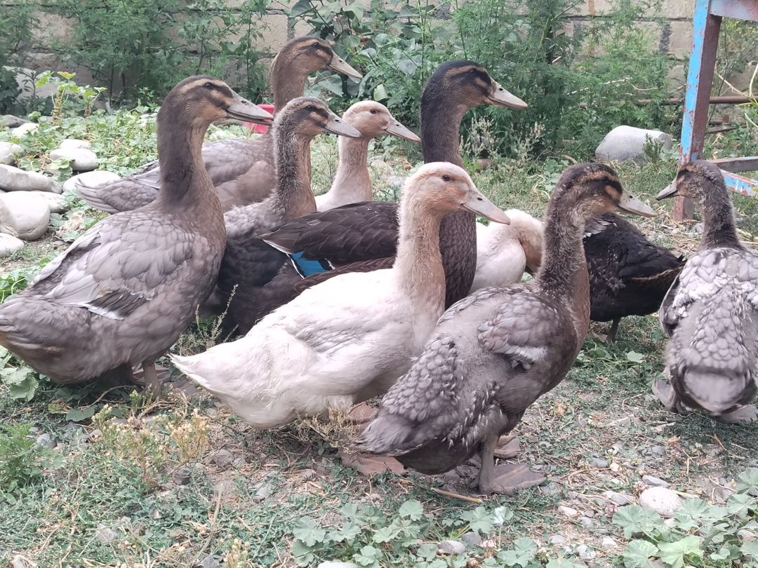 Rouen ördəkləri — Quşlar, Xaçmaz (3)