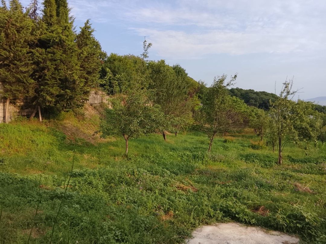 Həyət evi kirayə verilir, Şəki ş — Ev, villa, Şəki (8)