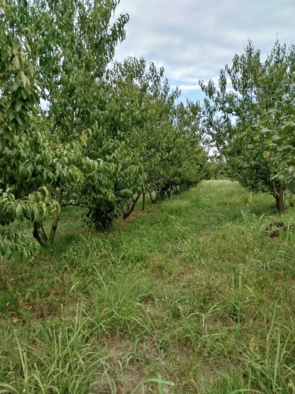 Kənd təsərrüfatı — Torpaq, Xaçmaz (5)
